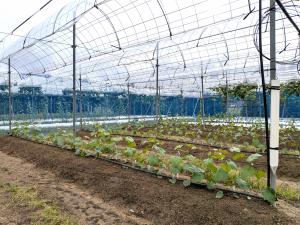 定植した苗の様子を撮影した写真です