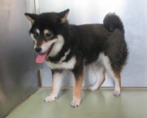 赤磐市上仁保　柴犬　成犬　黒白茶　メス　中　首輪なし　マイクロチップ有