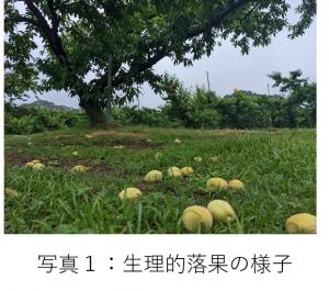 落果した果実を撮影した写真です