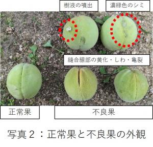 正常な果実と不良な果実を撮影した写真です