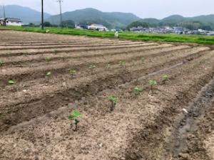 出芽した黒大豆の様子を撮影した写真です