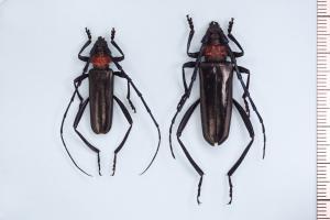 クビアカツヤカミキリの成虫写真（雄、雌）