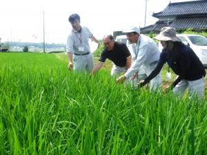 現地で部会役員と生育状況を確認