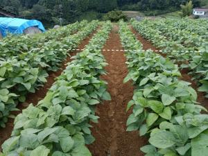 【生育状況（手前：保水材施用区、奥：無施用区）】