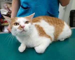 2620024の猫