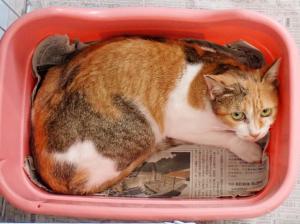 有料16の猫