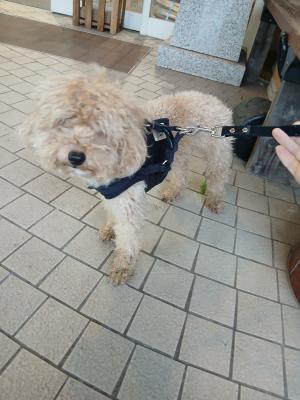 井原市笹賀の犬