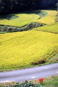 中央町大垪和