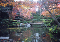 池田山公園(庭園の池)
