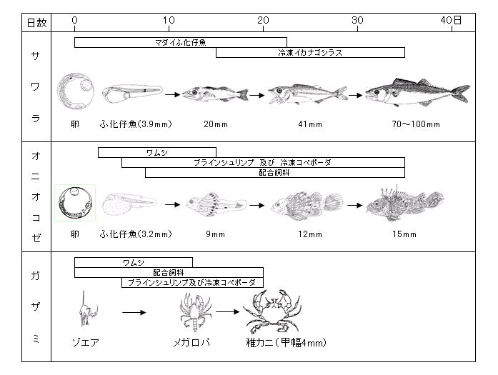 種苗生産における成長と餌の例(サワラ、オニオコゼ、ガザミ)