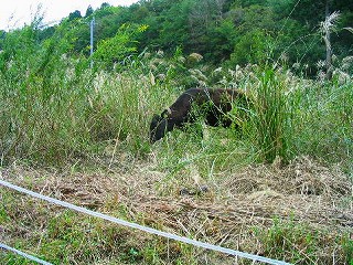 遊休農地放牧マニュアル表紙