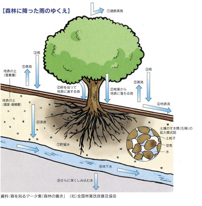 森林に降った雨のゆくえ