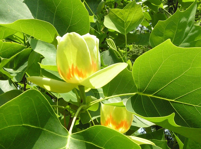 ユリノキの花の写真