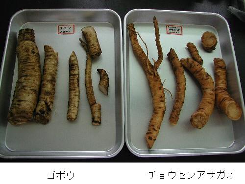 ゴボウとチョウセンアサガオの比較