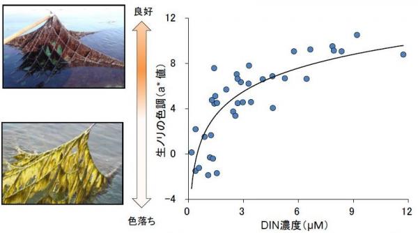 生海苔色調と栄養塩濃度の関係