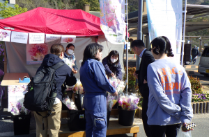 直売会でスイートピーの花束を選ぶ来場者