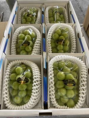 出荷された「シャイン」