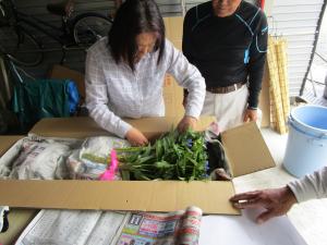 りんどうを出荷箱に詰める会員