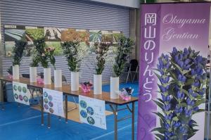 りんどう、アルストロメリアの展示