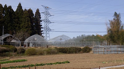 ほ場の様子