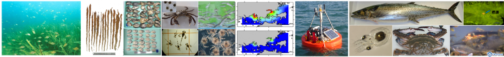 アマモ場、ノリ、カキ、生産魚種、海洋環境、資源管理、マダコ、アユ